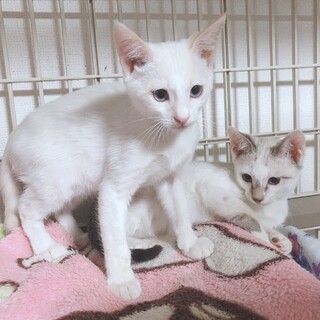 尻尾が少し短めの白猫の男の子