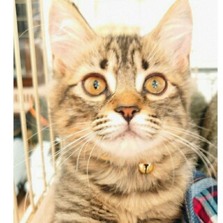 もこもこ長毛あたる君