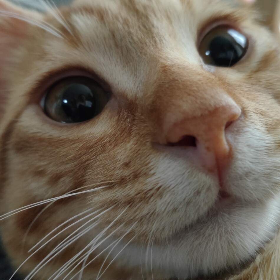 まろんのカバー写真