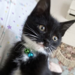 弥生台譲渡会 サムネイル2