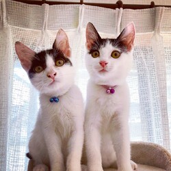 弥生台譲渡会 サムネイル3