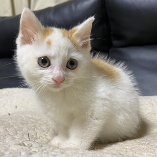 もふもふ洋猫風茶白くん