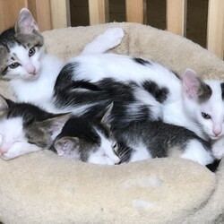 出雲伊波比神社里親会 サムネイル2