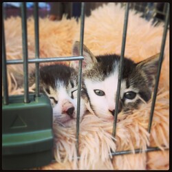 出雲伊波比神社里親会 サムネイル3