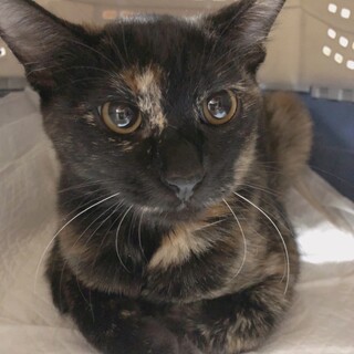 生後4～5ヶ月くらいのサビ・黒猫兄妹