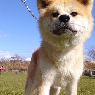 臆病で寂しがりやの秋田犬、茜ちゃん♀1歳