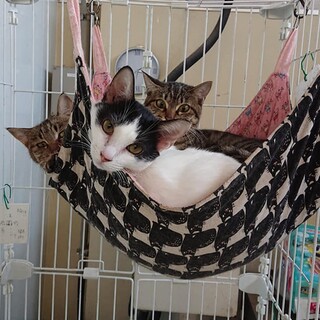 飼主飼育放棄(T皿T)　※女のコ用残り３匹