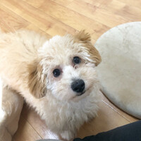 ふがすけ