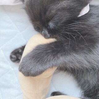 生後2ヶ月の子猫ちゃんです。