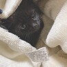 生後2ヶ月の子猫ちゃんです。 サムネイル2