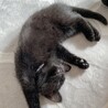 生後2ヶ月の子猫ちゃんです。 サムネイル3