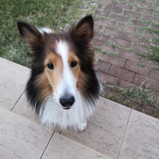 人が好きで甘ったれ推定7～9歳