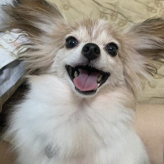 いつもそばにいさせてね！パパママ募集中きらりちゃん