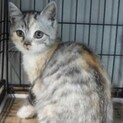里親様に迎えられました。子猫　184