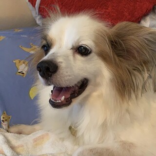 パピヨンMIXの男の子