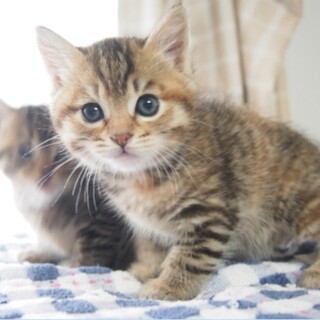 おっとり系キジトラちゃん