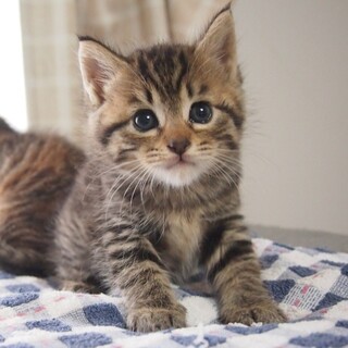 ふわふわキジトラくん