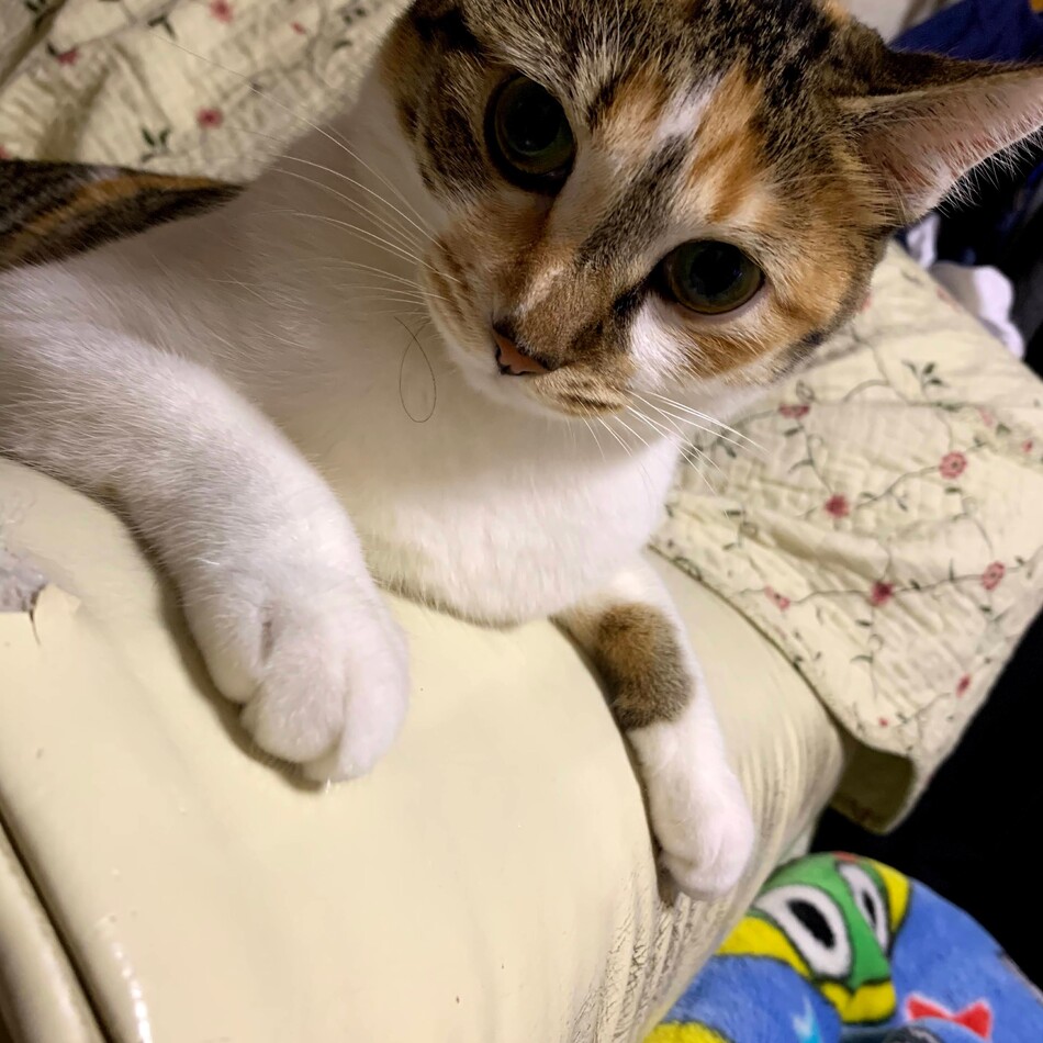 ミロのカバー写真