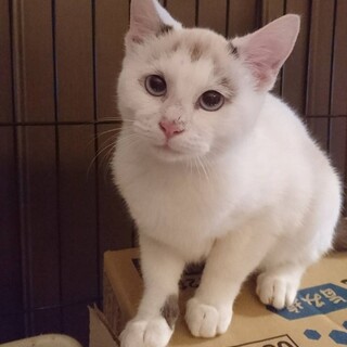 ラグちゃん　４ヶ月ぐらいの女の子