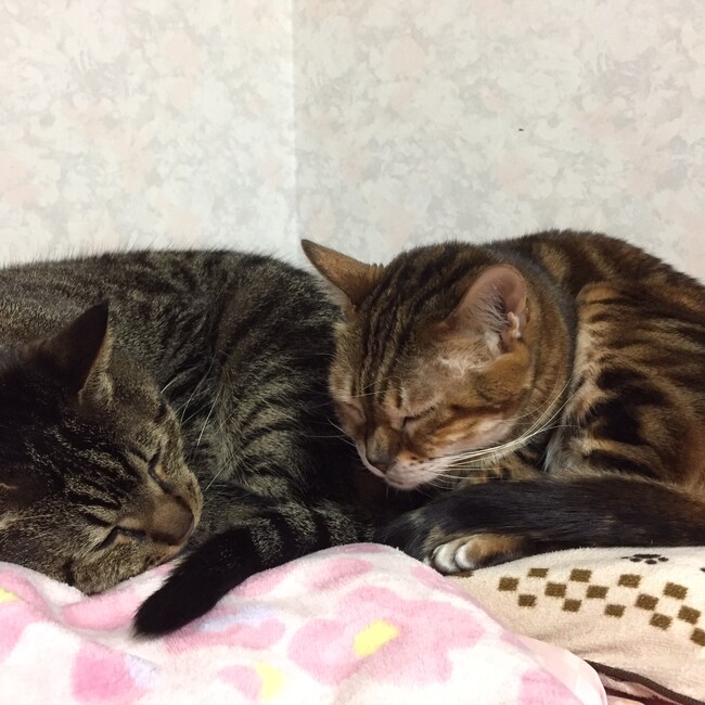 ふじみやびのカバー写真