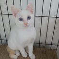 ブルーの瞳の白猫ちゃん