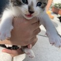 里親募集中です！