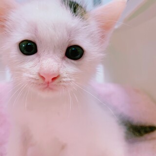 家族が出来ました♡白キジ ドナルドくん♡好奇心旺盛