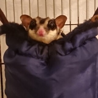 フクロモモンガ ♂