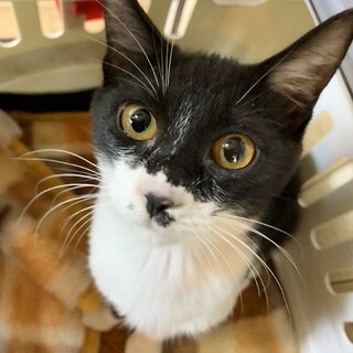 家族が出来ました♡白黒 劇団四季ちゃん♡
