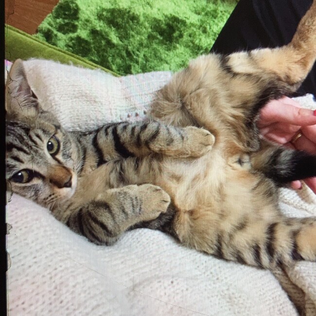 gentildonnaのカバー写真