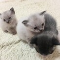 子猫を保護しました