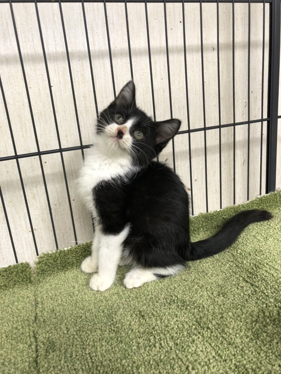 ハチワレはっちゃん末広が 東京都 猫の里親募集 ペットのおうち 月間利用者150万人