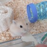 みたらしきなこ。