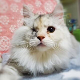 【11/8東日本橋】長毛ふわふわ♡アリスちゃん