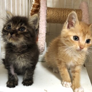 生後１か月半　キジ半長毛・茶白兄弟の秋と月　