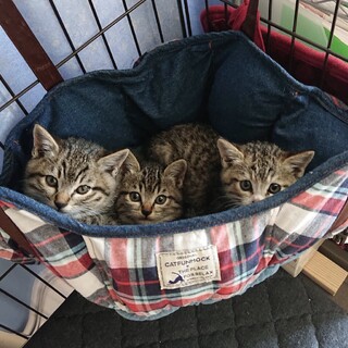 ベロア里親決定！シルク募集掲載します