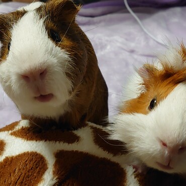 かまってーかまってー