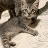 【素敵なアイライン】キジトラ子猫のカット君 サムネイル2