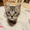 【素敵なアイライン】キジトラ子猫のカット君 サムネイル3
