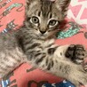 【素敵なアイライン】キジトラ子猫のカット君 サムネイル4