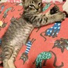 【素敵なアイライン】キジトラ子猫のカット君 サムネイル5