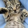 【素敵なアイライン】キジトラ子猫のカット君 サムネイル6