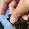 【素敵なアイライン】キジトラ子猫のカット君 サムネイル7