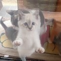 白のふわふわ青眼のこねこちゃん