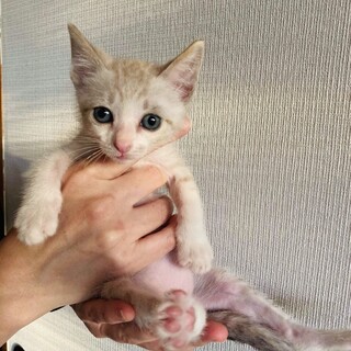 【美形ぞろい】シャム系4兄弟＊こがね君