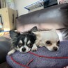 おうさか