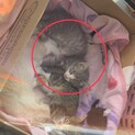 ふわふわグレーの白くつした子ねこちゃん（交渉中）
