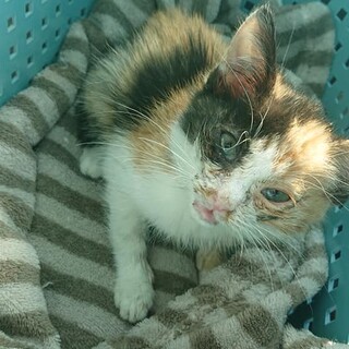 【一旦募集終了】ご飯を食べてくれない子猫ミケチ