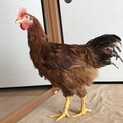 鶏(ロードアイランドレッド？)年齢5ヶ月位