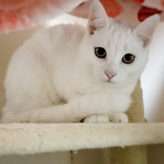 甘えん坊超美猫真っ白フワフワ真白（ましろ）ちゃん♪
